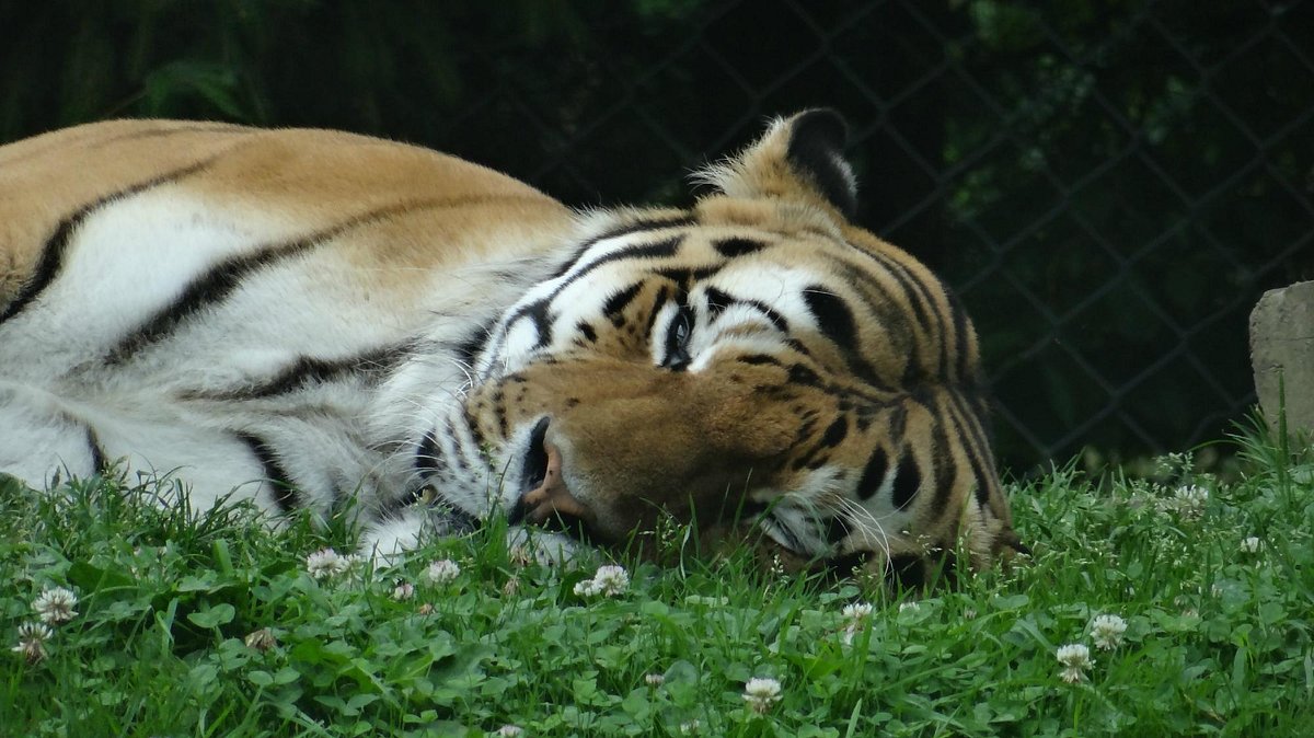 Zoo de Servion famille