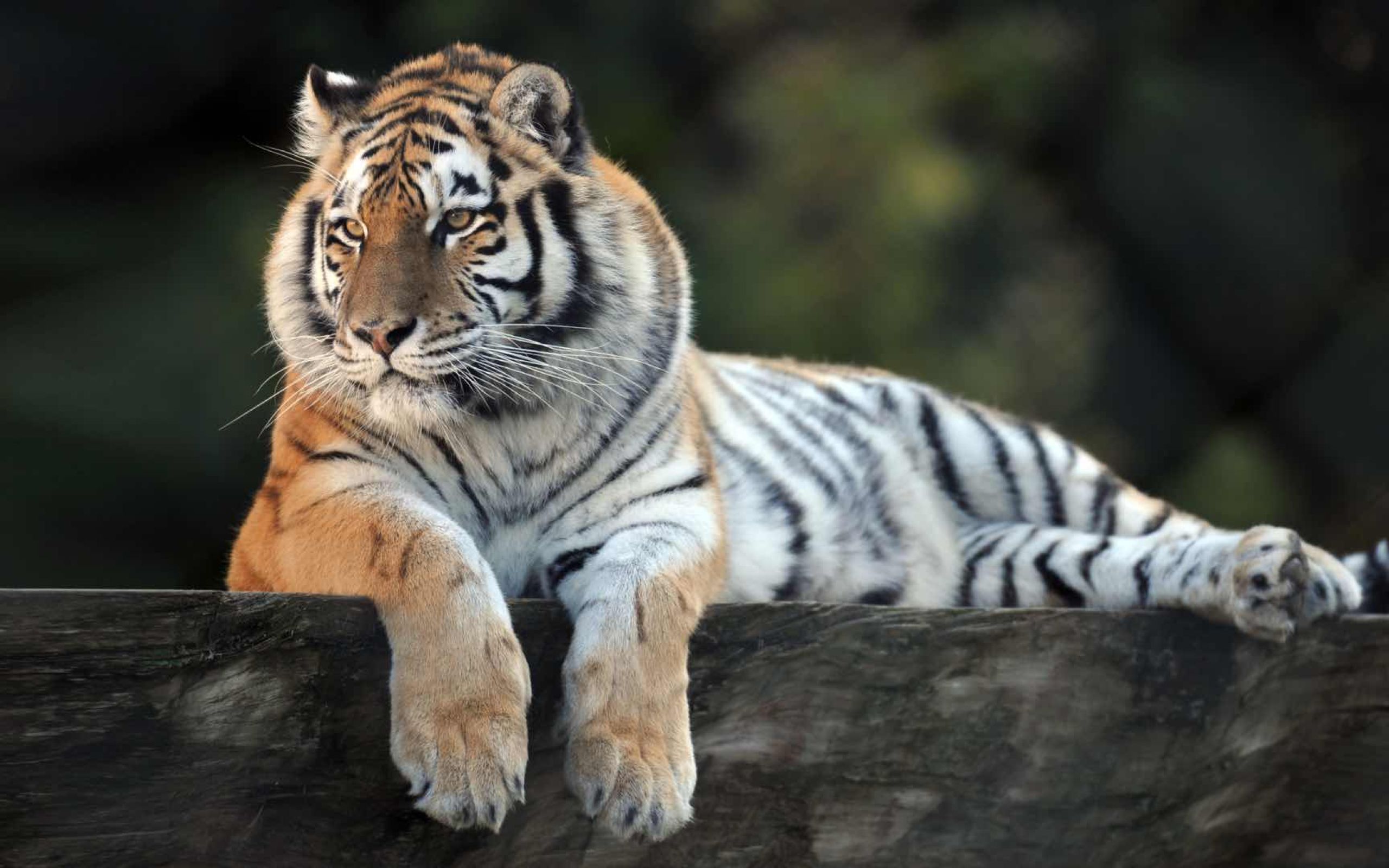 Zoo de Servion animaux