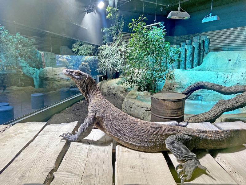 Poissons géants Aquatis