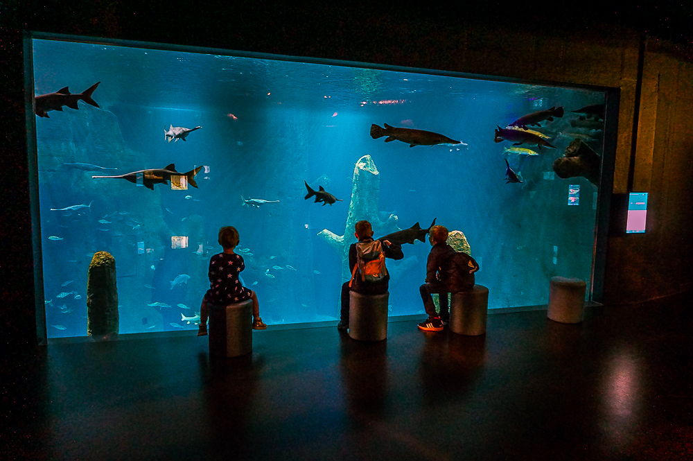 Visite Aquatis avec enfants