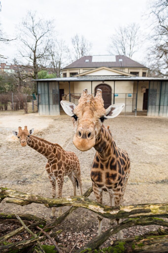 Zoo de Bâle – Le plus ancien zoo de Suisse