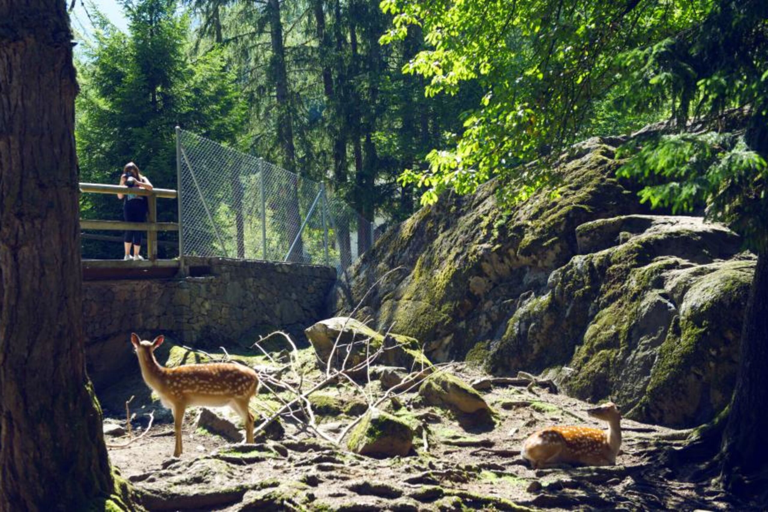 Zoo des Marécottes (Valais) : ambiance nature et zoo de montagne